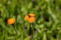 Hieracium aurantiacum 9 cm Topf - Größe nach Saison