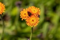 Hieracium aurantiacum 9 cm Topf - Größe nach Saison