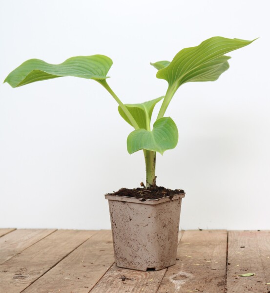 Hosta elata 11 cm Topf - Größe nach Saison