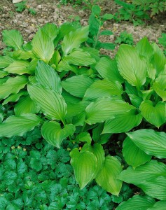 Hosta elata 11 cm Topf - Größe nach Saison