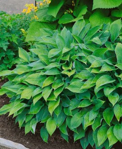 Hosta elata 11 cm Topf - Größe nach Saison