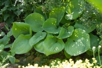 Hosta elata 11 cm Topf - Größe nach Saison