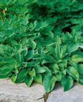 Hosta elata 11 cm Topf - Größe nach Saison