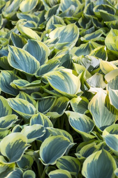 Hosta fluctuans Sagae 11 cm Topf - Größe nach Saison