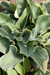 Hosta fluctuans Sagae 11 cm Topf - Größe nach Saison