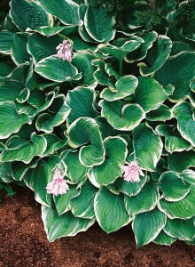 Hosta fluctuans Sagae 11 cm Topf - Größe nach Saison