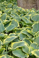 Hosta fluctuans Sagae 11 cm Topf - Größe nach Saison