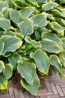 Hosta fluctuans Sagae 11 cm Topf - Größe nach Saison