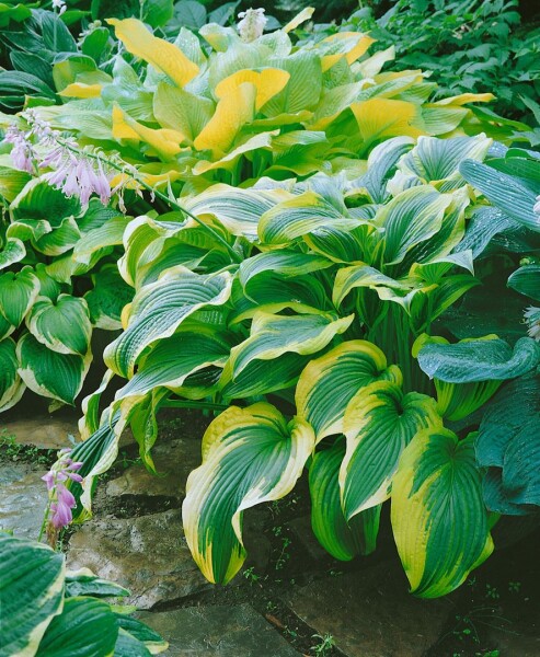 Hosta montana 11 cm Topf - Größe nach Saison