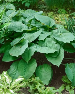 Hosta montana 11 cm Topf - Größe nach Saison