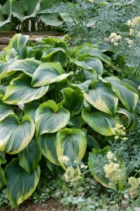 Hosta montana 11 cm Topf - Größe nach Saison