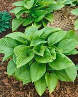 Hosta montana 11 cm Topf - Größe nach Saison