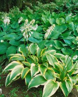 Hosta montana 11 cm Topf - Größe nach Saison