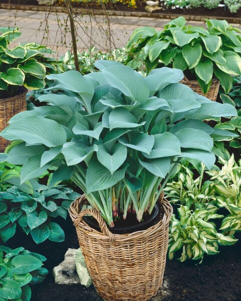 Hosta nigrescens Krossa Regal 11 cm Topf - Größe nach Saison