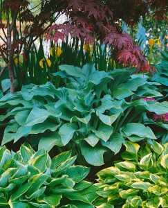 Hosta nigrescens Krossa Regal 11 cm Topf - Größe nach Saison