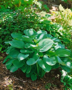 Hosta nigrescens Krossa Regal 11 cm Topf - Größe nach Saison