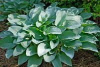 Hosta nigrescens Krossa Regal 11 cm Topf - Größe nach Saison