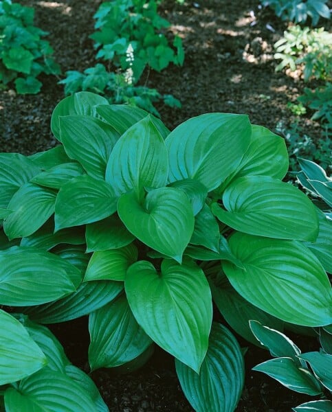 Hosta plantaginea Aphrodite 11 cm Topf - Größe nach Saison