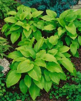 Hosta plantaginea Aphrodite 11 cm Topf - Größe nach Saison