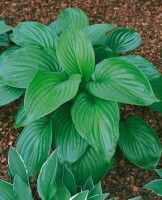 Hosta plantaginea Aphrodite 11 cm Topf - Größe nach Saison