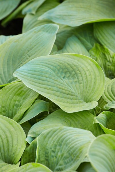 Hosta plantaginea Guacamole 11 cm Topf - Größe nach Saison