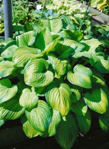 Hosta plantaginea Guacamole 11 cm Topf - Größe nach Saison