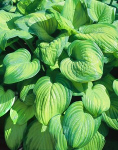 Hosta plantaginea Guacamole 11 cm Topf - Größe nach Saison