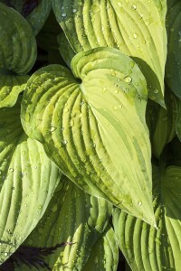 Hosta plantaginea Guacamole 11 cm Topf - Größe nach Saison