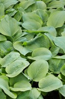 Hosta plantaginea Guacamole 11 cm Topf - Größe nach Saison