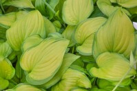 Hosta plantaginea Guacamole 11 cm Topf - Größe nach Saison