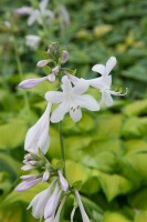 Hosta plantaginea Guacamole 11 cm Topf - Größe nach Saison