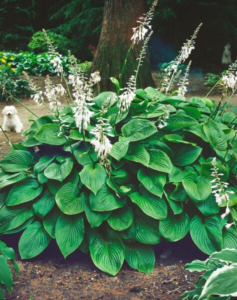 Hosta plantaginea Honeybells 11 cm Topf - Größe nach Saison