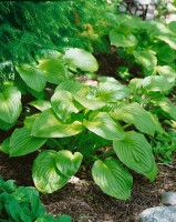 Hosta plantaginea Honeybells 11 cm Topf - Größe nach Saison