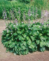 Hosta plantaginea Honeybells 11 cm Topf - Größe nach Saison