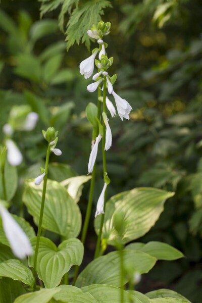 Hosta plantaginea Royal Standard 11 cm Topf - Größe nach Saison