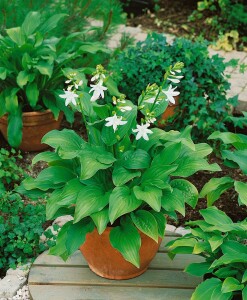 Hosta plantaginea Royal Standard 11 cm Topf - Größe nach Saison