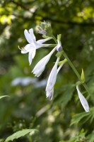 Hosta plantaginea Royal Standard 11 cm Topf - Größe nach Saison