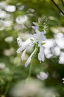 Hosta plantaginea Royal Standard 11 cm Topf - Größe nach Saison