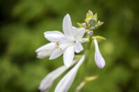 Hosta plantaginea Royal Standard 11 cm Topf - Größe nach Saison