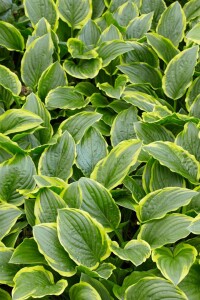 Hosta plantaginea So Sweet 11 cm Topf - Größe nach Saison