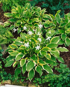 Hosta plantaginea So Sweet 11 cm Topf - Größe nach Saison