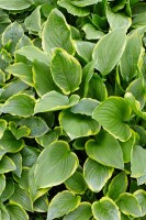 Hosta plantaginea So Sweet 11 cm Topf - Größe nach Saison