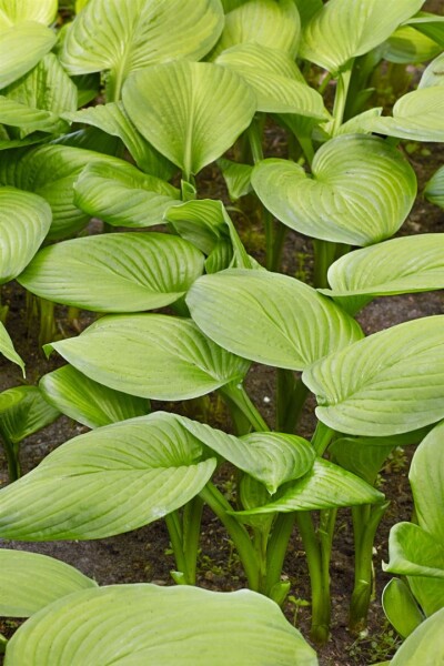 Hosta plantaginea Stained Glass 11 cm Topf - Größe nach Saison