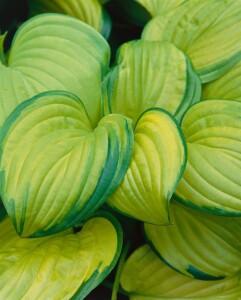 Hosta plantaginea Stained Glass 11 cm Topf - Größe nach Saison