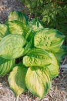 Hosta plantaginea Stained Glass 11 cm Topf - Größe nach Saison