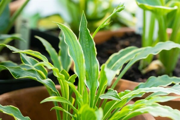 Hosta pulchella Stiletto 9 cm Topf - Größe nach Saison