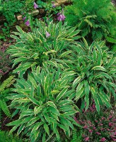 Hosta pulchella Stiletto 9 cm Topf - Größe nach Saison