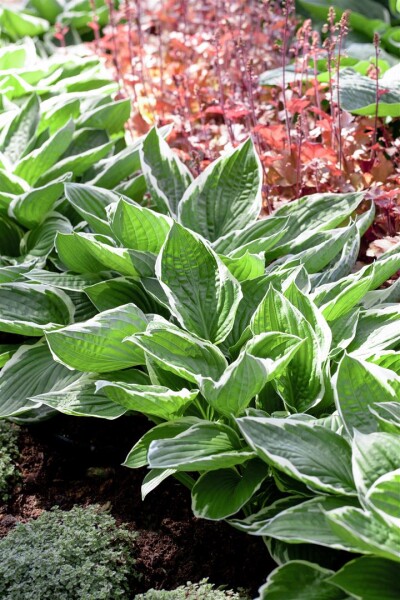 Hosta sieboldiana 11 cm Topf - Größe nach Saison