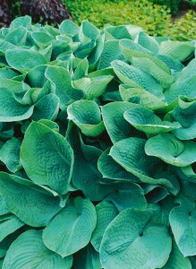 Hosta sieboldiana 11 cm Topf - Größe nach Saison