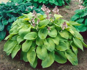 Hosta sieboldiana 11 cm Topf - Größe nach Saison